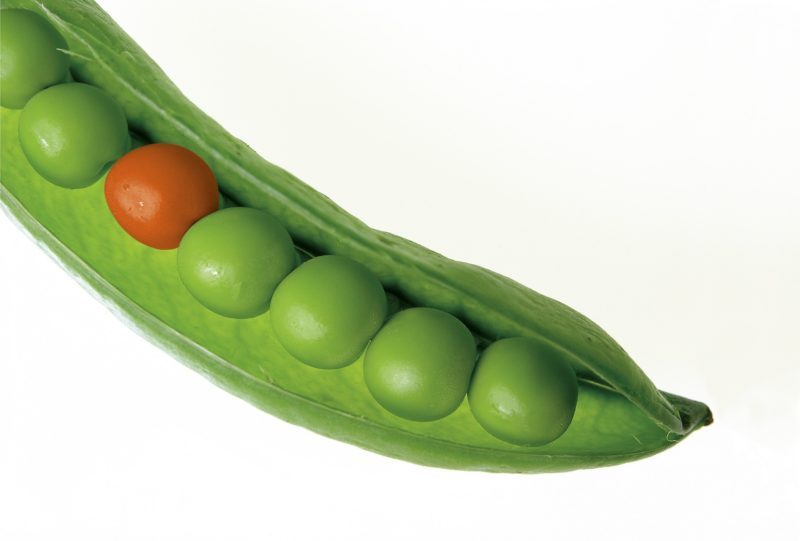 Pea pod with one red pea and the rest green. Why the red pea?