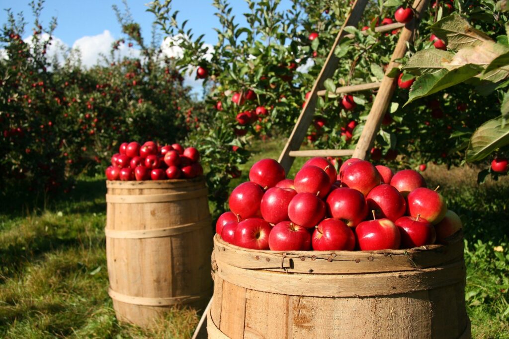 Harvested apples showing abundance.