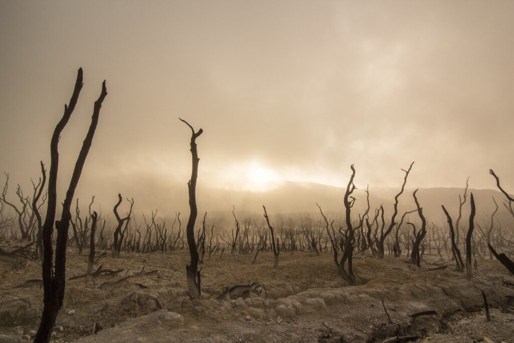 Sticks of dead trees showing devastation