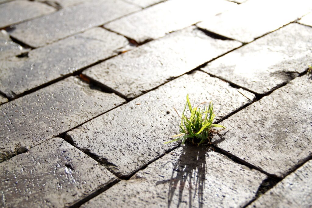 A tuft of grass growing in a crack between paving stones. This shows how resilient we can be and how strong we should be. 
