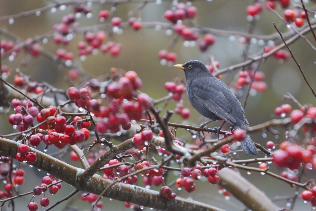 Blackbird in a tree with red fruit