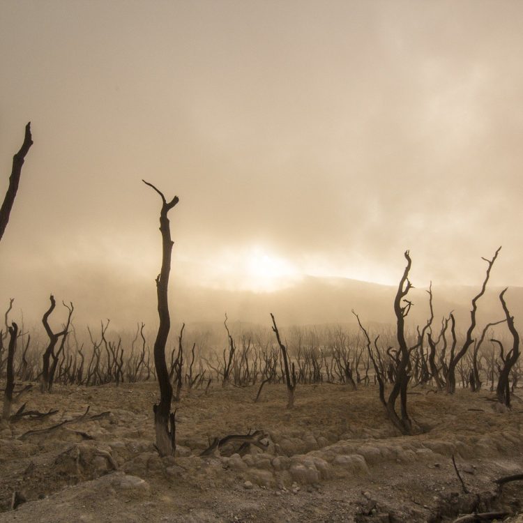 Devastated land, possibly after a wildfire. Image by <a href="https://pixabay.com/photos/?utm_source=link-attribution&utm_medium=referral&utm_campaign=image&utm_content=947331">Free-Photos</a> from <a href="https://pixabay.com/?utm_source=link-attribution&utm_medium=referral&utm_campaign=image&utm_content=947331">Pixabay</a>